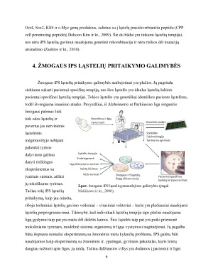 Indukuotos pluripotentinės žmogaus kamieninės ląstelės, gautos iš somatinių lątselių. Paveikslėlis 7