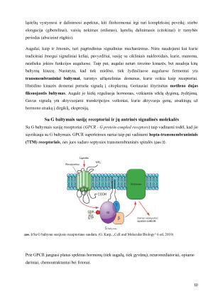 Ląstelių signalinės sistemos. Paveikslėlis 10