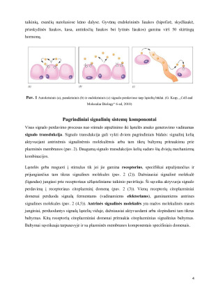 Ląstelių signalinės sistemos. Paveikslėlis 4