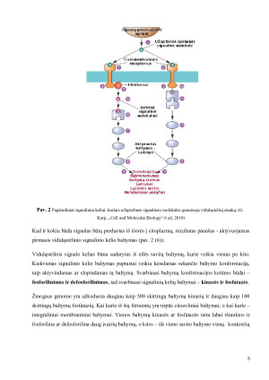 Ląstelių signalinės sistemos. Paveikslėlis 5