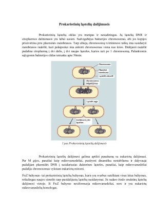 Prokariotinių ląstelių dalijimasis. Mitozė, jos fazės ir charakteristika. Augalų ir gyvūnų ląstelių citokinezė. Paveikslėlis 4