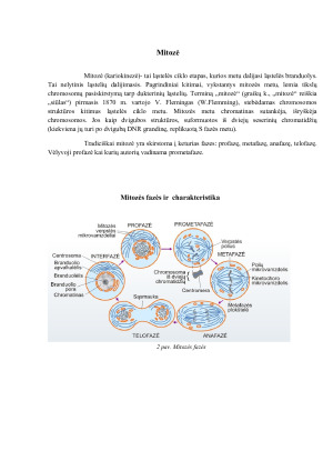 Prokariotinių ląstelių dalijimasis. Mitozė, jos fazės ir charakteristika. Augalų ir gyvūnų ląstelių citokinezė. Paveikslėlis 5