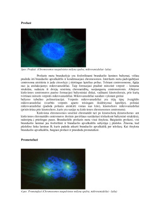 Prokariotinių ląstelių dalijimasis. Mitozė, jos fazės ir charakteristika. Augalų ir gyvūnų ląstelių citokinezė. Paveikslėlis 6