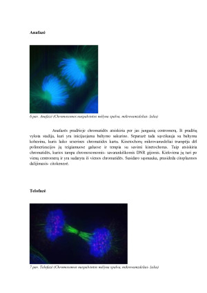 Prokariotinių ląstelių dalijimasis. Mitozė, jos fazės ir charakteristika. Augalų ir gyvūnų ląstelių citokinezė. Paveikslėlis 8