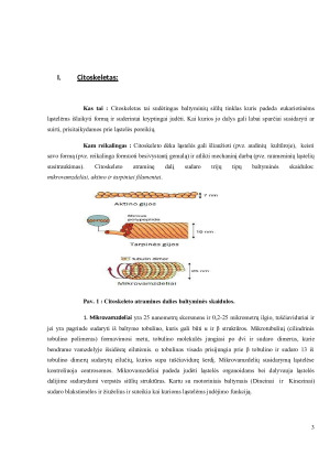 Citoskeletas. Centriolės. Judėjimo organoidai. Paveikslėlis 3