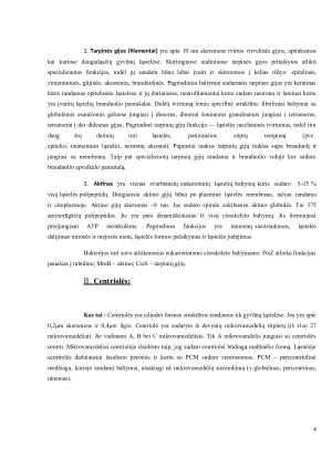 Citoskeletas. Centriolės. Judėjimo organoidai. Paveikslėlis 4