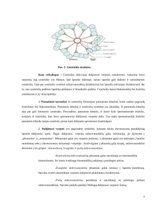 Citoskeletas. Centriolės. Judėjimo organoidai. Paveikslėlis 5