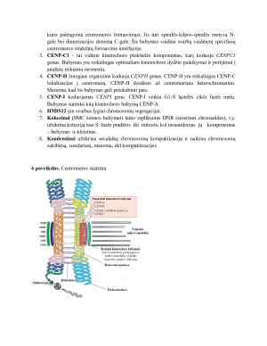 Mejozė. Jos eiga ir skirtumai nuo mitozės. Chromosomų konjugacija. Krosingoveris.. Paveikslėlis 10