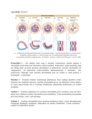 Mejozė. Jos eiga ir skirtumai nuo mitozės. Chromosomų konjugacija. Krosingoveris.. Paveikslėlis 4