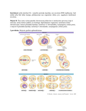 Mejozė. Jos eiga ir skirtumai nuo mitozės. Chromosomų konjugacija. Krosingoveris.. Paveikslėlis 5