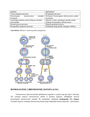 Mejozė. Jos eiga ir skirtumai nuo mitozės. Chromosomų konjugacija. Krosingoveris.. Paveikslėlis 7