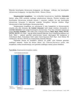 Mejozė. Jos eiga ir skirtumai nuo mitozės. Chromosomų konjugacija. Krosingoveris.. Paveikslėlis 8