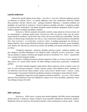 Ląstelių dalijimasis. DNR replikacija. Gyvybinis ląstelės ciklas. Ląstelės ciklo kontrolė mielėse ir daugialąsčiuose organizmuose. Paveikslėlis 3