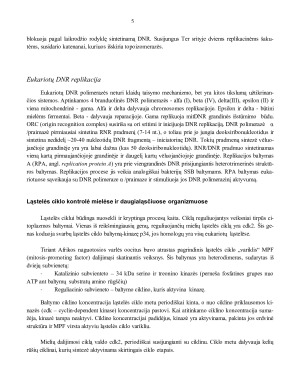 Ląstelių dalijimasis. DNR replikacija. Gyvybinis ląstelės ciklas. Ląstelės ciklo kontrolė mielėse ir daugialąsčiuose organizmuose. Paveikslėlis 5