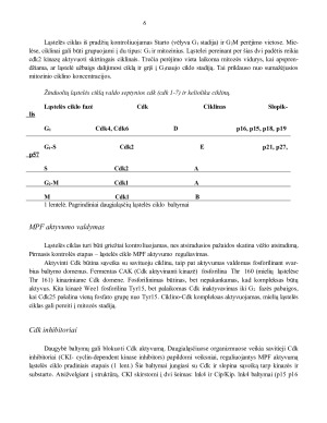 Ląstelių dalijimasis. DNR replikacija. Gyvybinis ląstelės ciklas. Ląstelės ciklo kontrolė mielėse ir daugialąsčiuose organizmuose. Paveikslėlis 6