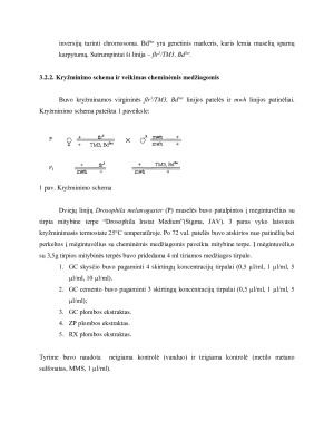ODONTOLOGINIŲ MEDŽIAGŲ GENOTOKSIŠKUMO TYRIMAS DROSOPHILA MELANOGASTER SOMATINĖSE LĄSTELĖSE IN VIVO. Paveikslėlis 5