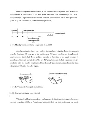 ODONTOLOGINIŲ MEDŽIAGŲ GENOTOKSIŠKUMO TYRIMAS DROSOPHILA MELANOGASTER SOMATINĖSE LĄSTELĖSE IN VIVO. Paveikslėlis 6