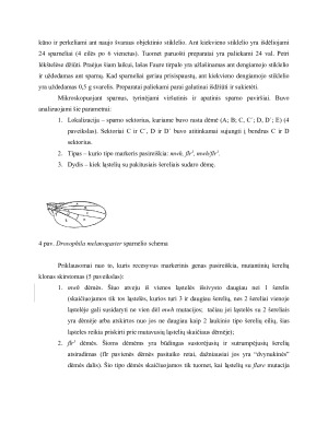 ODONTOLOGINIŲ MEDŽIAGŲ GENOTOKSIŠKUMO TYRIMAS DROSOPHILA MELANOGASTER SOMATINĖSE LĄSTELĖSE IN VIVO. Paveikslėlis 7