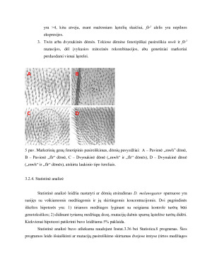 ODONTOLOGINIŲ MEDŽIAGŲ GENOTOKSIŠKUMO TYRIMAS DROSOPHILA MELANOGASTER SOMATINĖSE LĄSTELĖSE IN VIVO. Paveikslėlis 8