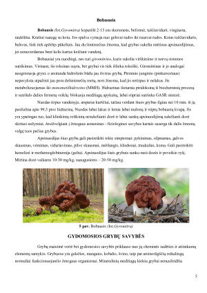 Lietuvoje augančių grybų gydomieji ir toksiniai poveikiai. Paveikslėlis 5