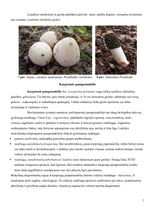 Lietuvoje augančių grybų gydomieji ir toksiniai poveikiai. Paveikslėlis 7