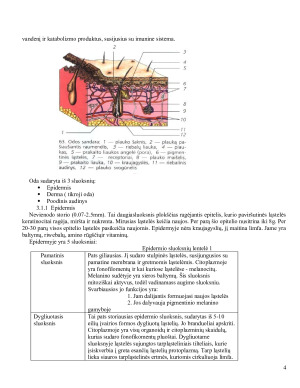 Sausa oda. Paveikslėlis 4