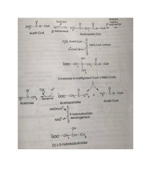 Acetoninių medžiagų susidarymas ir reikšmė cukrinio diabeto komplikacijoms. Paveikslėlis 4