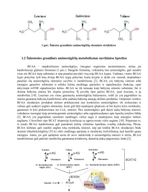 ŠAKOTOS GRANDINĖS AMINORŪGŠČIŲ METABOLIZMO ĮTAKA NAVIKINIŲ LĄSTELIŲ FUNKCIJOMS. Paveikslėlis 7
