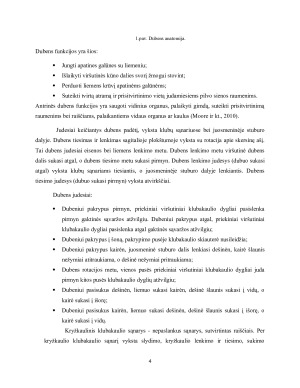 DUBENS ROTACINĖS YDOS. Paveikslėlis 4