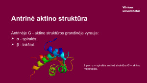 Aktinas. Paveikslėlis 5