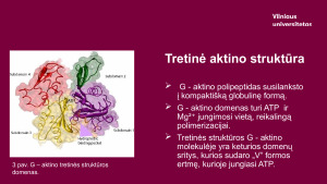 Aktinas. Paveikslėlis 6