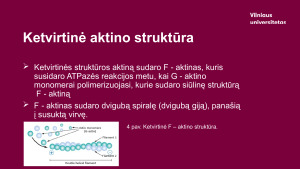 Aktinas. Paveikslėlis 7