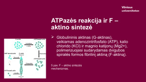 Aktinas. Paveikslėlis 8