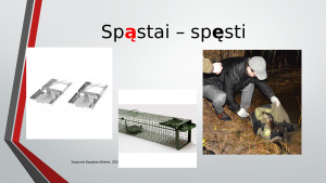 Nosinės šaknyje antra taisyklė. Paveikslėlis 5