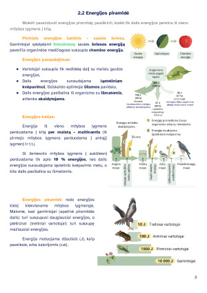Ekosistemų stabilumas. Konspektas. Paveikslėlis 3