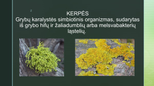 ORO TARŠOS NUSTATYMAS KERPIŲ METODU. Paveikslėlis 3