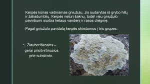 ORO TARŠOS NUSTATYMAS KERPIŲ METODU. Paveikslėlis 5