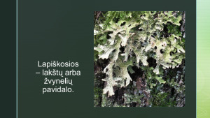 ORO TARŠOS NUSTATYMAS KERPIŲ METODU. Paveikslėlis 6