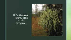 ORO TARŠOS NUSTATYMAS KERPIŲ METODU. Paveikslėlis 7